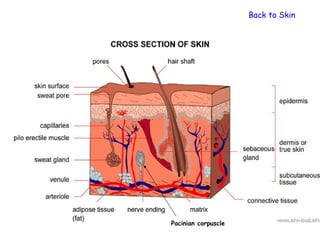 Back to Skin




Pacinian corpuscle
 