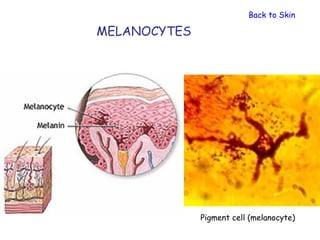 Back to Skin

MELANOCYTES




              Pigment cell (melanocyte)
 