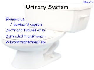 Table of Co

           Urinary System

Glomerulus
   / Bowman’s capsule
Ducts and tubules of kidney
Distended transitional epithelium (bladder)
Relaxed transitional epithelium (bladder)
 