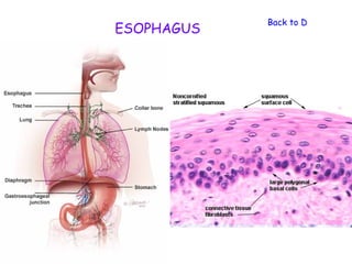 Back to Digestive Sy
ESOPHAGUS
 