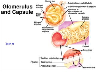 Back to Urinary System
 