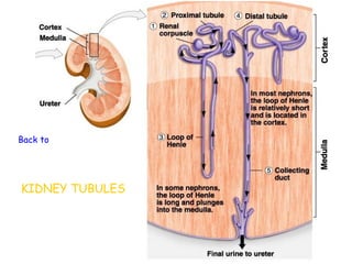 Back to Urinary System




KIDNEY TUBULES
 