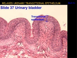 RELAXED URINARY TRANSITIONAL EPITHELIUM   Back to Ur
 