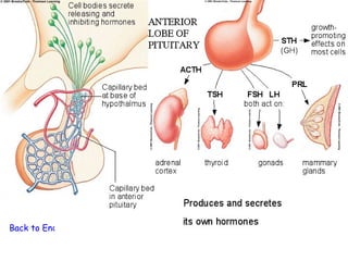 Back to Endocrine System
 