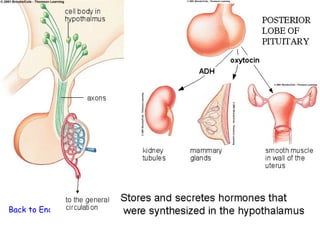 Back to Endocrine System
 