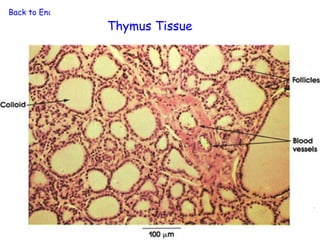 Back to Endocrine System
                           Thymus Tissue
 