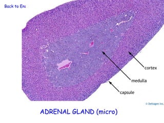 Back to Endocrine System




                 ADRENAL GLAND (micro)
 