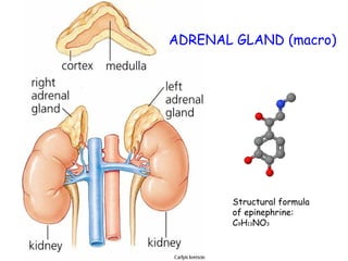 ADRENAL GLAND (macro)




       Structural formula
       of epinephrine:
       C9H13NO3
 