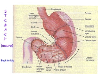 S
  T
  O
  M
  A
  C
  H
(macro)



Back to Digestive System
 