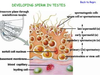 Back to Reproduc
DEVELOPING SPERM IN TESTES
 