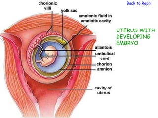 Back to Reproduc




UTERUS WITH
DEVELOPING
EMBRYO
 
