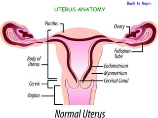 Back to Reproduc
UTERUS ANATOMY
 