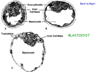Back to Reprod




BLASTOCYST
 
