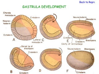 Back to Reproduc
GASTRULA DEVELOPMENT
 