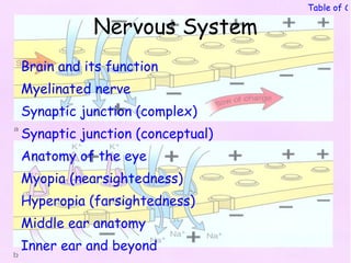 Table of Co

           Nervous System
Brain and its function
Myelinated nerve
Synaptic junction (complex)
Synaptic junction (conceptual)
Anatomy of the eye
Myopia (nearsightedness)
Hyperopia (farsightedness)
Middle ear anatomy
Inner ear and beyond
 