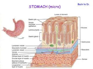 Back to Digest
STOMACH (micro)
 