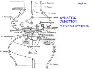 Back to Nerv




SYNAPTIC
JUNCTION:
THE 5-STAR AP VERSION
 