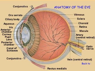 ANATOMY OF THE EYE




             Back to Ner
 