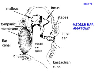 Back to Nerv




MIDDLE EAR
ANATOMY
 