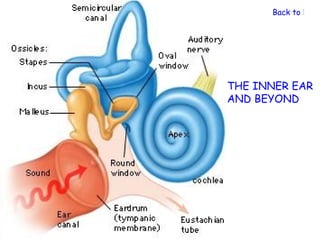 Back to Nerv




THE INNER EAR
AND BEYOND
 