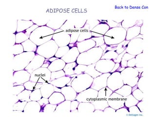 Back to Dense Connect
ADIPOSE CELLS
 