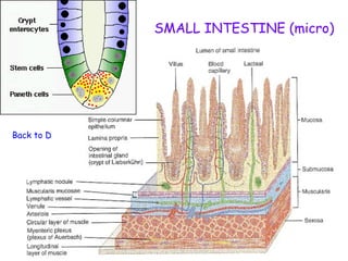 SMALL INTESTINE (micro)




Back to Digestive System
 