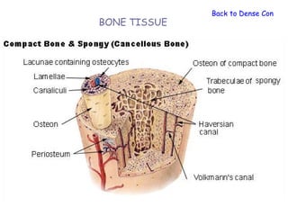Back to Dense Connect
BONE TISSUE
 