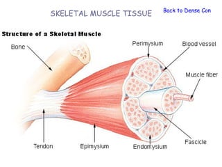 Back to Dense Connect
SKELETAL MUSCLE TISSUE
 