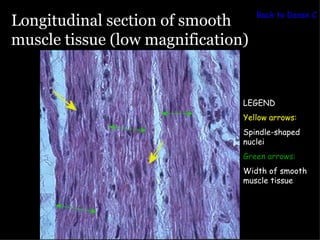 Back to Dense Co
Longitudinal section of smooth
muscle tissue (low magnification)


                                LEGEND
                                Yellow arrows:
                                Spindle-shaped
                                nuclei
                                Green arrows:
                                Width of smooth
                                muscle tissue
 