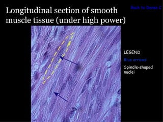 Back to Dense Co
Longitudinal section of smooth
muscle tissue (under high power)


                               LEGEND
                               Blue arrows:
                               Spindle-shaped
                               nuclei
 