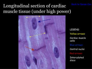 Back to Dense Conn
Longitudinal section of cardiac
muscle tissue (under high power)


                               LEGEND
                               Yellow arrows:
                               Cardiac muscle
                               cells
                               Blue arrows:
                               Central nuclei
                               Red arrows:
                               Intercalated
                               discs
 