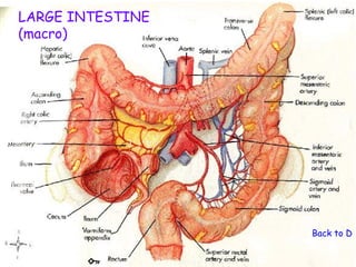LARGE INTESTINE
(macro)




                  Back to Dig
 