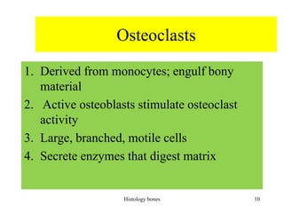 Osteoclasts
1. Derived from monocytes; engulf bony
material
2. Active osteoblasts stimulate osteoclast
activity
3. Large, branched, motile cells
4. Secrete enzymes that digest matrix
Histology bones 10
 