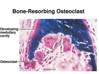 Histology bones 11
 
