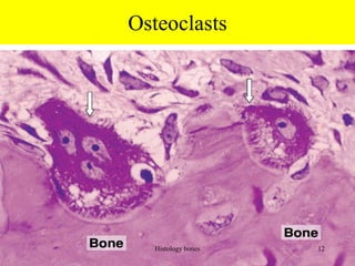 Osteoclasts
Histology bones 12
 