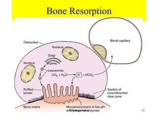 Bone Resorption
Histology bones 13
 