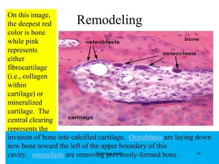 Remodeling
On this image,
the deepest red
color is bone
while pink
represents
either
fibrocartilage
(i.e., collagen
within
cartilage) or
mineralized
cartilage. The
central clearing
represents the
invasion of bone into calcified cartilage. Osteoblasts are laying down
new bone toward the left of the upper boundary of this
cavity. osteoclasts are removing previously-formed bone .
Histology bones 14
 