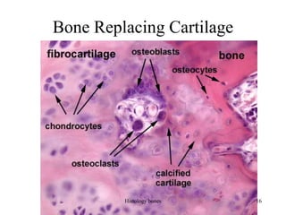 Bone Replacing Cartilage
Histology bones 16
 