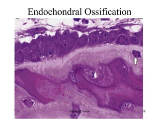 Endochondral Ossification
Histology bones 18
 