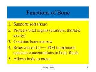 Functions of Bone
1. Supports soft tissue
2. Protects vital organs (cranium, thoracic
cavity)
3. Contains bone marrow
4. Reservoir of Ca++, PO4 to maintain
constant concentrations in body fluids
5. Allows body to move
Histology bones 2
 