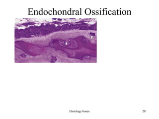 Endochondral Ossification
Histology bones 20
 