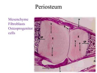 Periosteum
Mesenchyme
Fibroblasts
Osteoprogenitor
cells
Histology bones 21
 