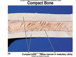 Histology bones 22
 