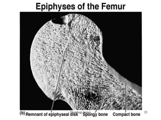 Histology bones 23
 