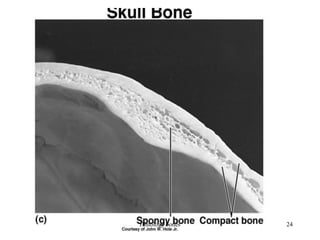 Histology bones 24
 