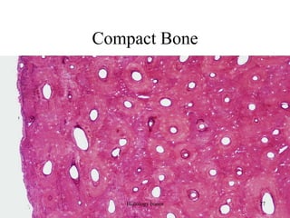 Compact Bone
Histology bones 27
 