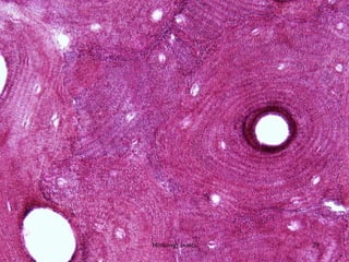 Histology bones 29
 