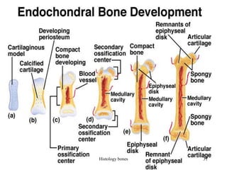 Histology bones 31
 