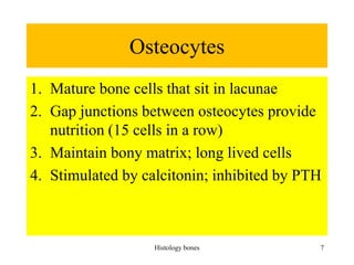 Osteocytes
1. Mature bone cells that sit in lacunae
2. Gap junctions between osteocytes provide
nutrition (15 cells in a row)
3. Maintain bony matrix; long lived cells
4. Stimulated by calcitonin; inhibited by PTH
Histology bones 7
 