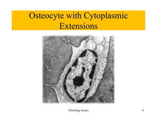 Osteocyte with Cytoplasmic
Extensions
Histology bones 8
 